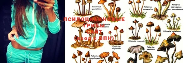 ешки Алзамай