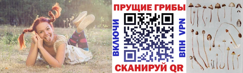 Псилоцибиновые грибы Psilocybe  Людиново 
